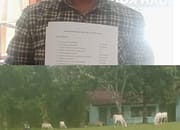 Lembu Berkeliaran Di SMP Negeri 3 Tanah Jawa, JPKP Pertanyakan Realisasi Dana BOS, dan Minta Dinas Pendidikan Simalungun Evaluasi Kepala Sekolah