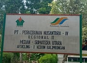 Afdeling 1 Kebun Unit Balimbingan Akan Menyisip TBM Sawit Yang Diserang Hama