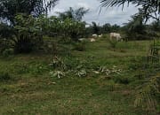 Minim Pengawasan, Lembu Bebas Berkeliaran di Tanaman Sawit Milik PTPN 4 Unit Bah jambi.