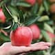 Buah Apple Manfaat